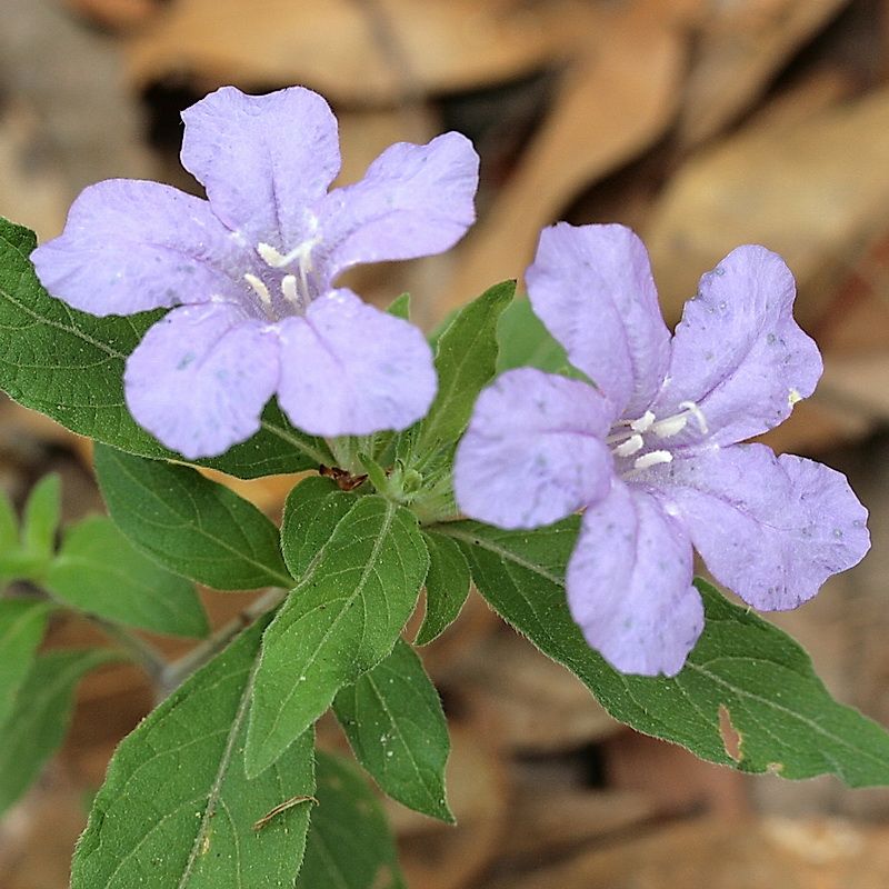Blue-Lavender Flowers Add Soft Color