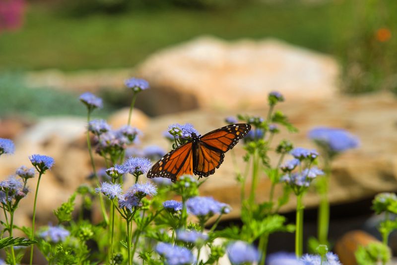 Blue Mistflower Blooms When Monarchs Need Nectar