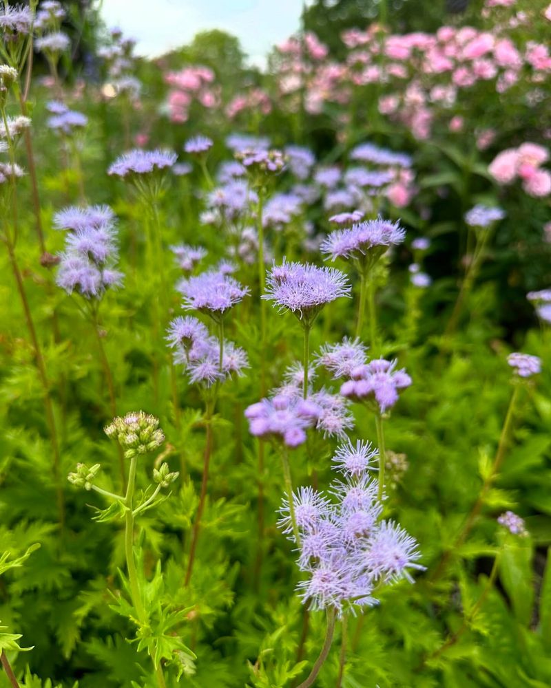 Blue Mistflower Brings Fresh Color As Summer Fades