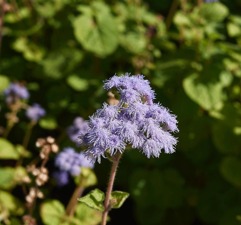 Blue Mistflower Grows Well In Wet Soil Blue Mistflower Grows Well In Wet Soil