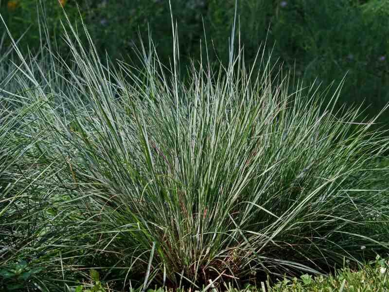 Blue Oat Grass Stays Stiff Instead Of Sprawling