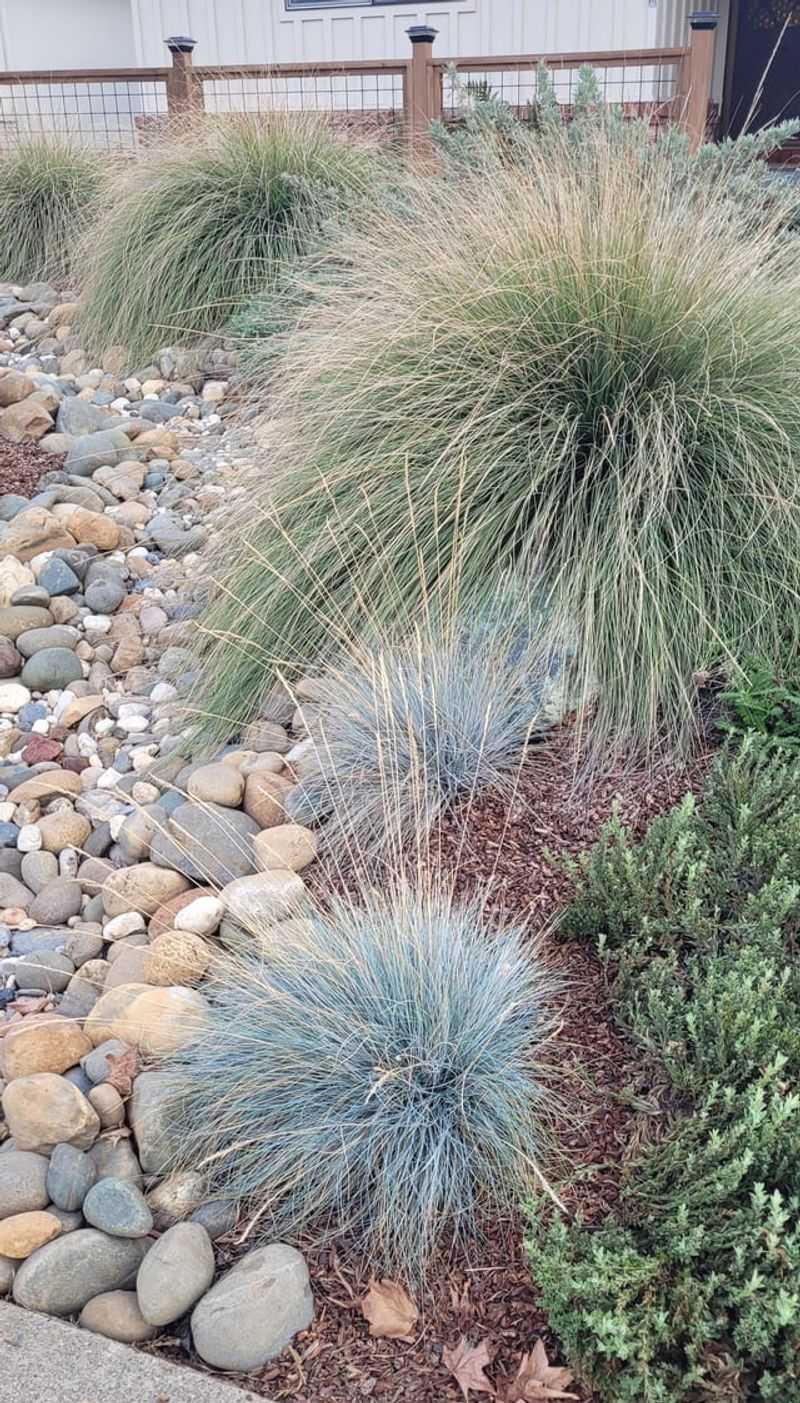 Blue Oat Grass