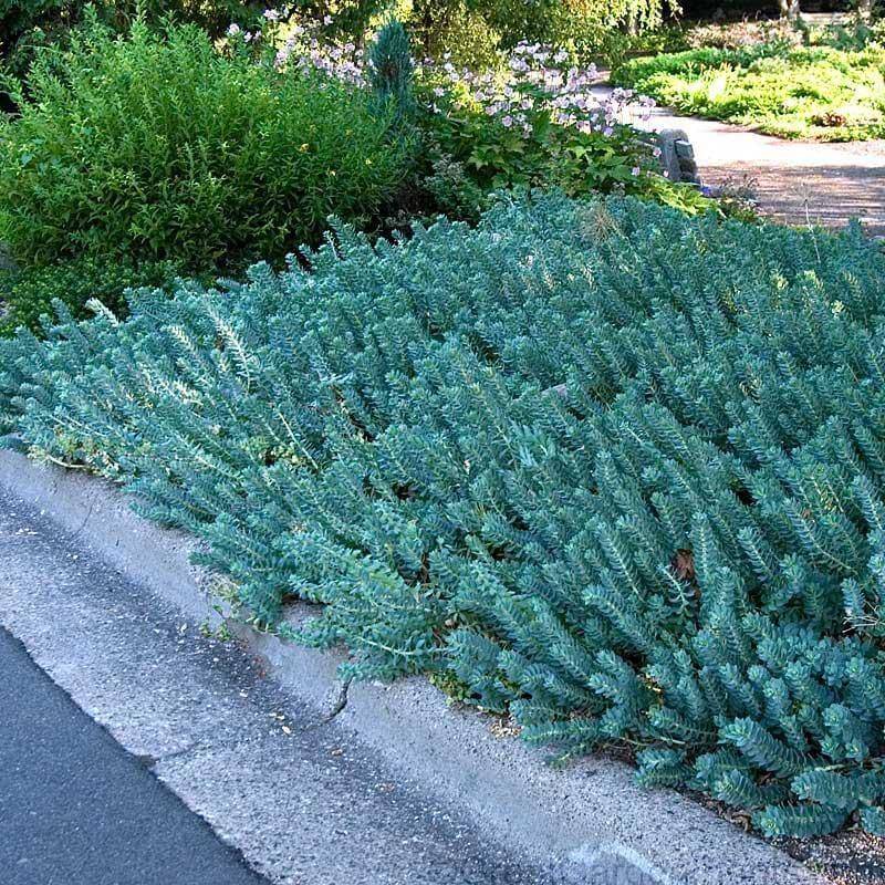 Blue Spruce Sedum Makes A Tough Low-Water Carpet Blue Spruce Sedum Makes A Tough Low-Water Carpet