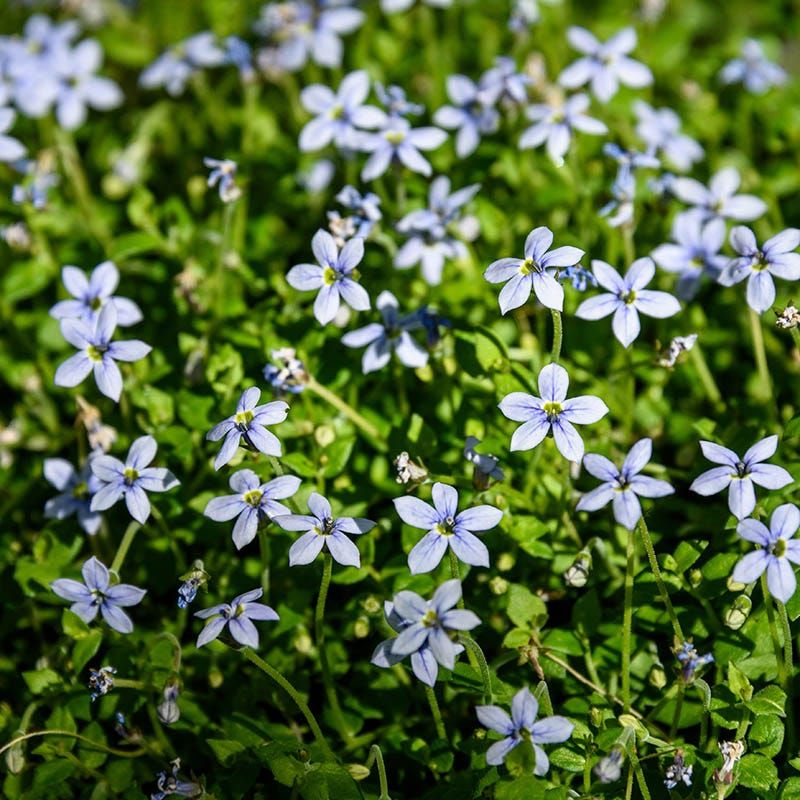 Blue Star Creeper Softening Walkways Underfoot Blue Star Creeper Softening Walkways Underfoot