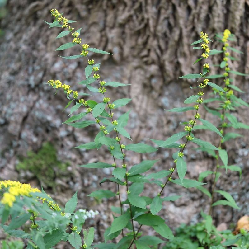 Blue Stemmed Goldenrod Brightens Late Summer Shade