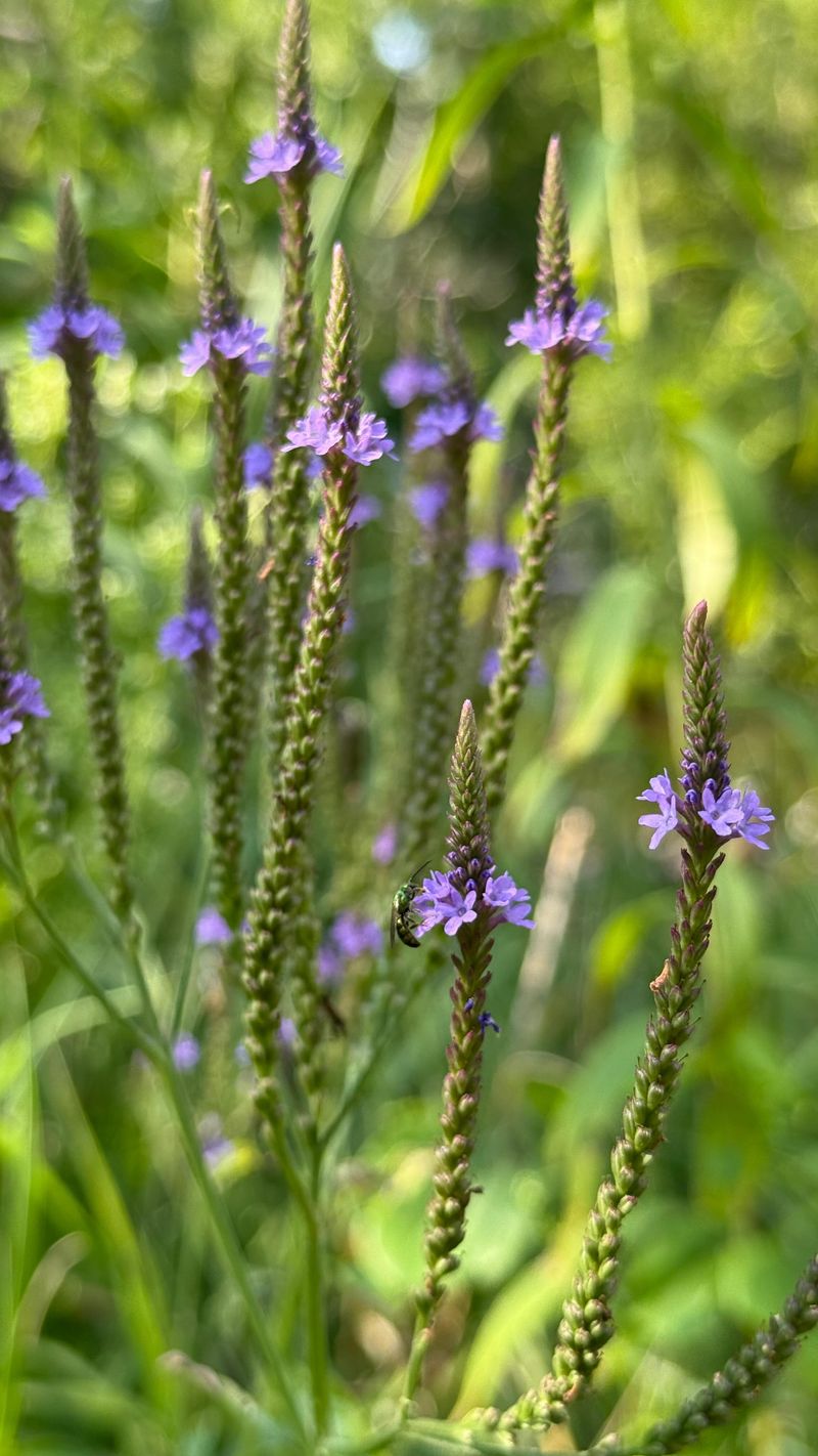 Blue Vervain Fits The Wetter Parts Of The Yard Blue Vervain Fits The Wetter Parts Of The Yard