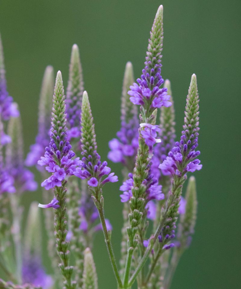 Blue Vervain Reappears In Moist Garden Corners