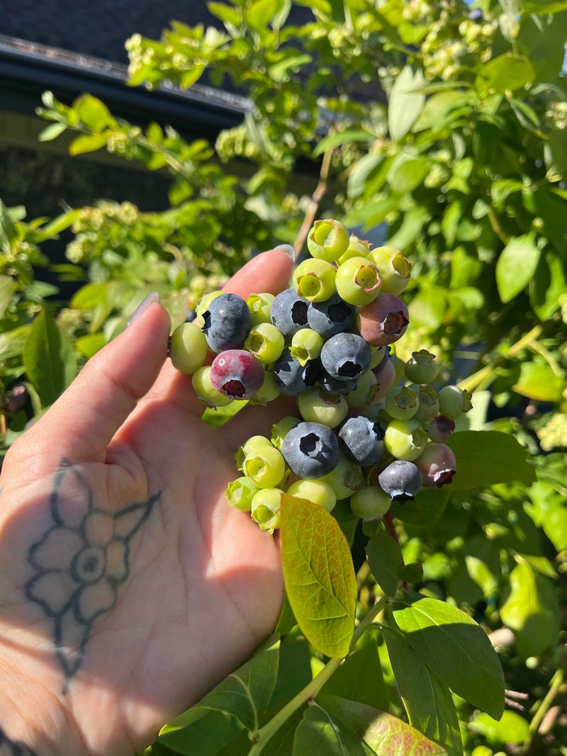 Blueberries Need Moisture Even After Harvest Ends