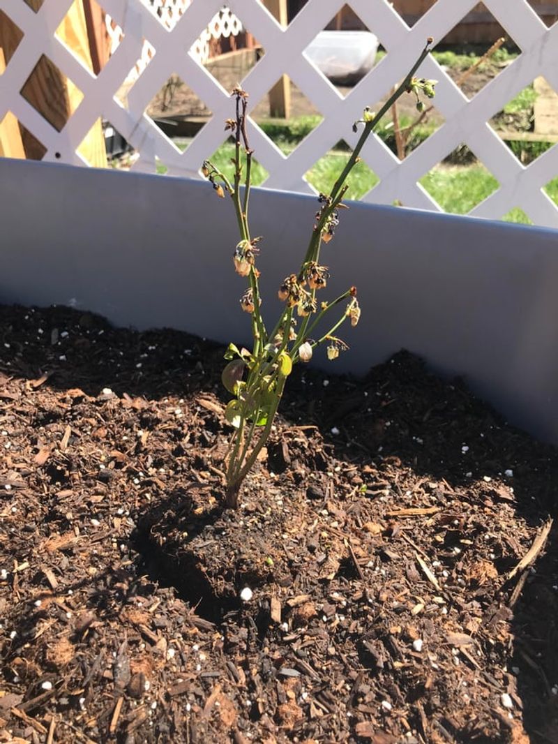 Blueberries Need Much More Acidic Soil