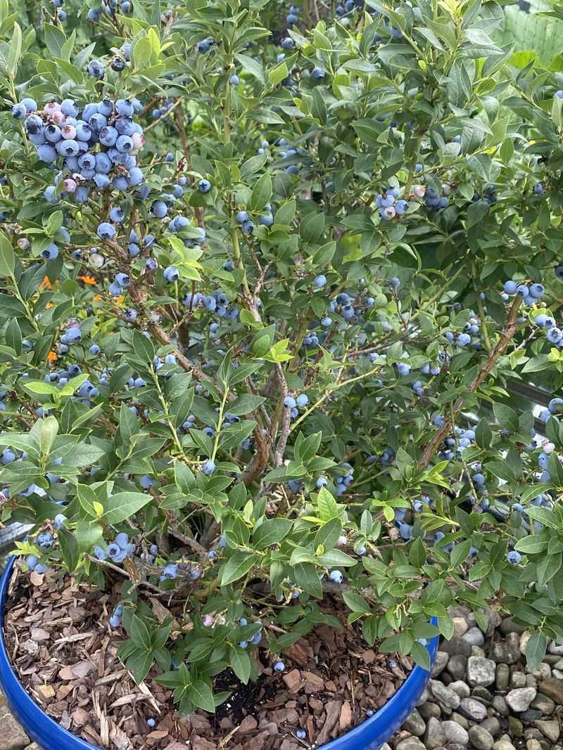 Blueberries That Do Not Need A Late Nitrogen Boost