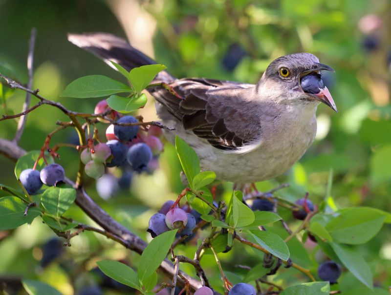 Blueberries Turn Into A Bird Magnet As Soon As Color Deepens