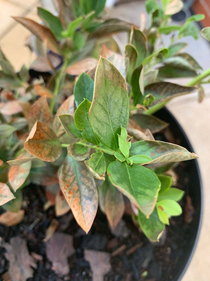 Blueberry Leaves Turn Leathery And Brown Blueberry Leaves Turn Leathery And Brown