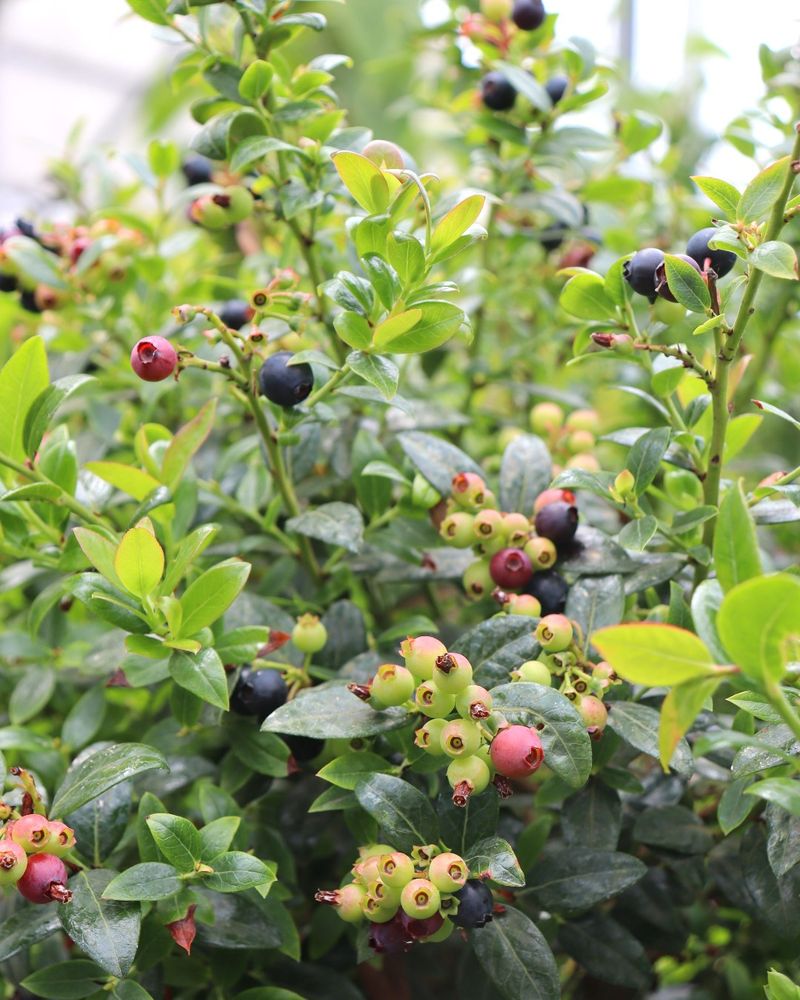 Blueberry Types Have Slightly Different Limits