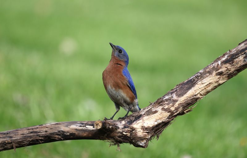 Bluebirds Are A Sign Of A Healthy Habitat
