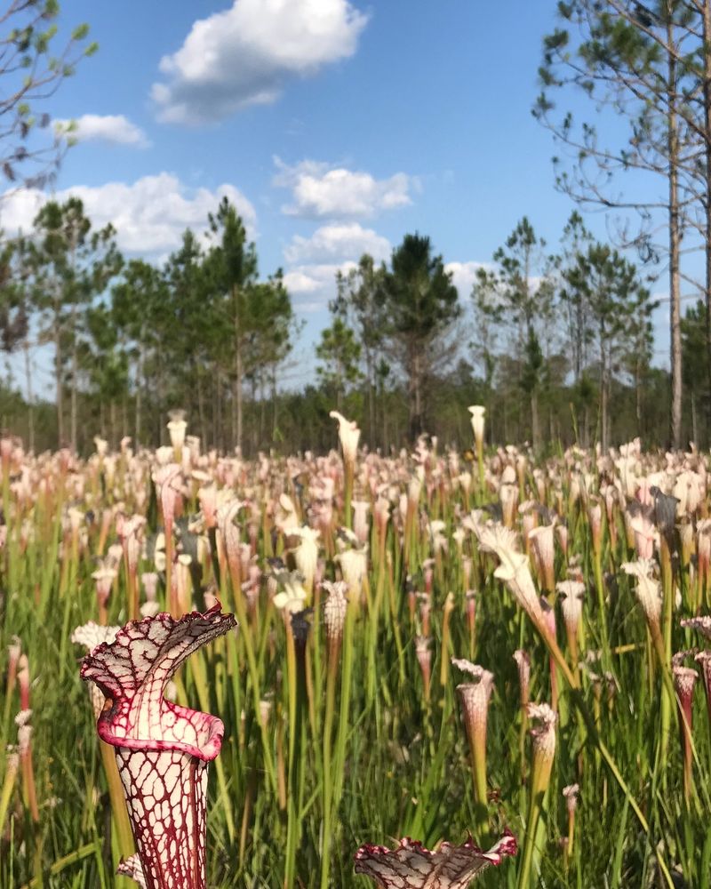 Bogs And Seeps That Narrowed Its Range So Severely