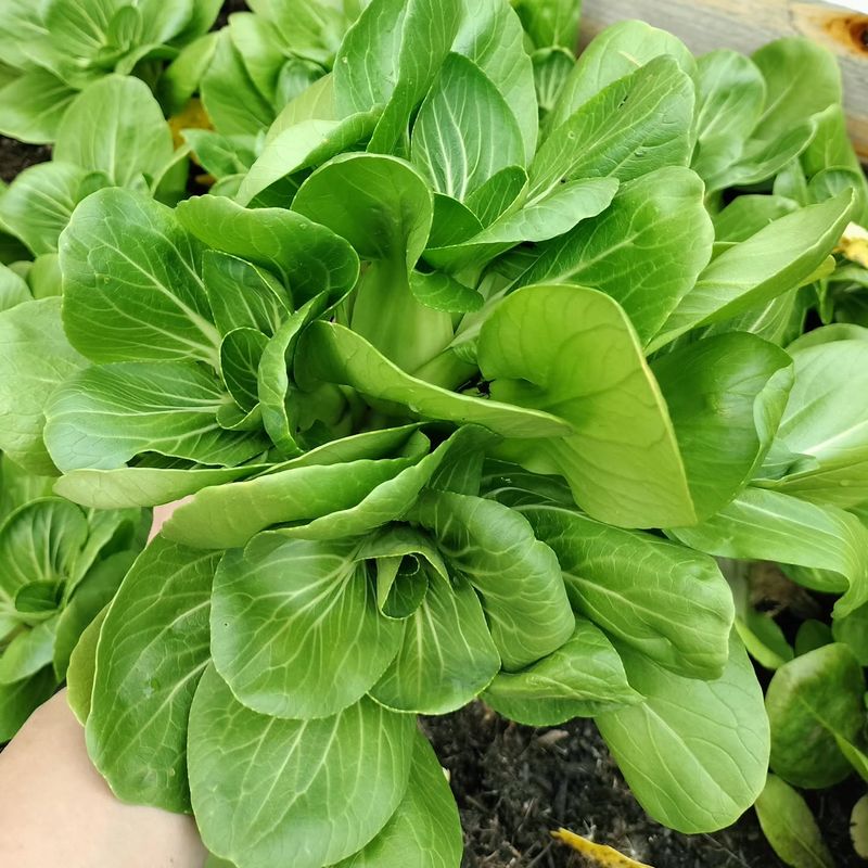 Bok Choy Bok Choy