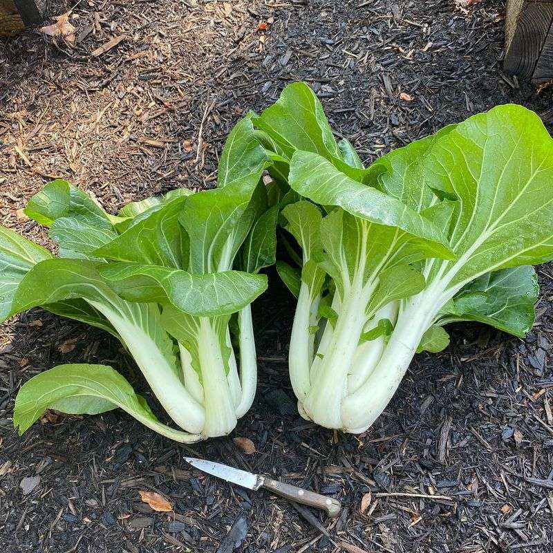 Bok Choy Bok Choy