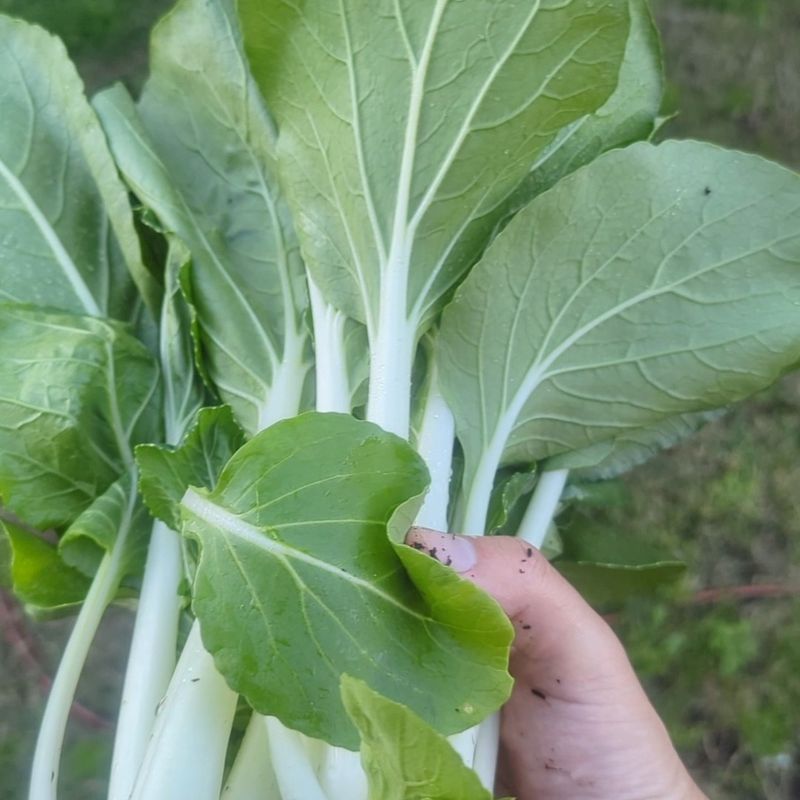 Bok Choy