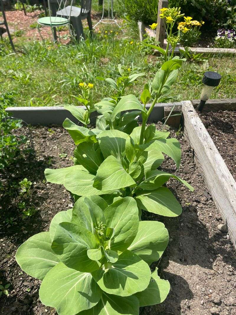 Bok Choy Bolts In Warm Conditions