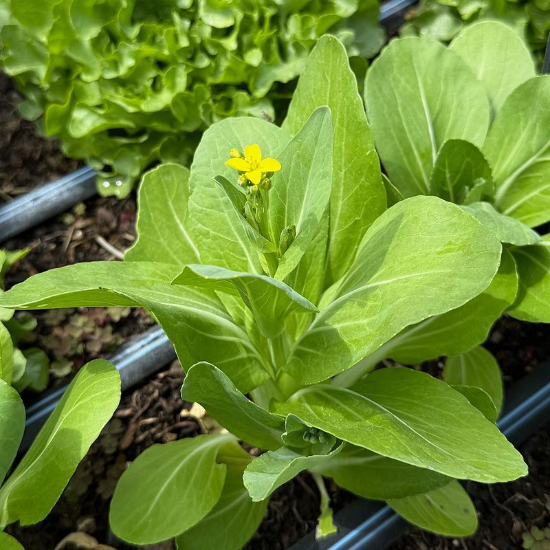 Bok Choy Can Bolt Before Harvest