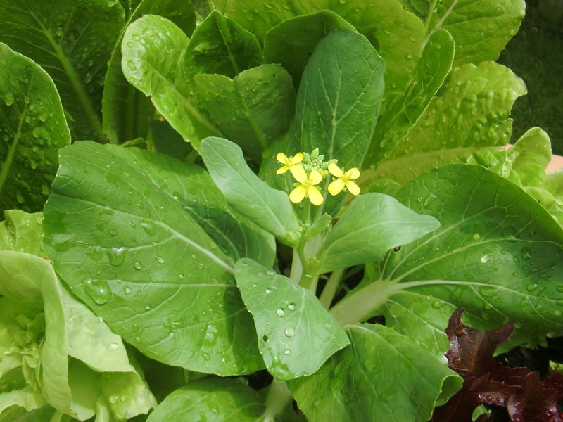 Bok Choy Matures In About A Month Bok Choy Matures In About A Month