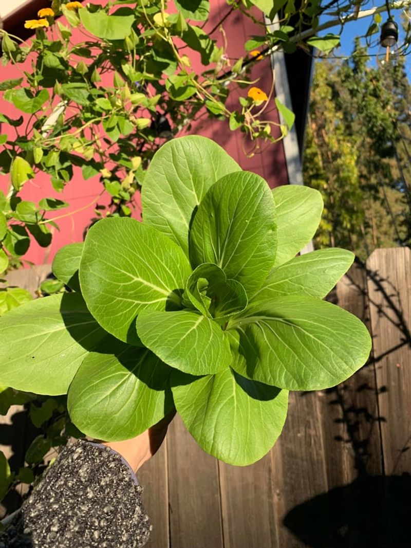 Bok Choy Thrives As Temperatures Become Milder