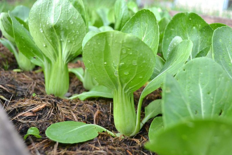 Bok Choy Thrives Once Extreme Heat Begins To Ease Bok Choy Thrives Once Extreme Heat Begins To Ease