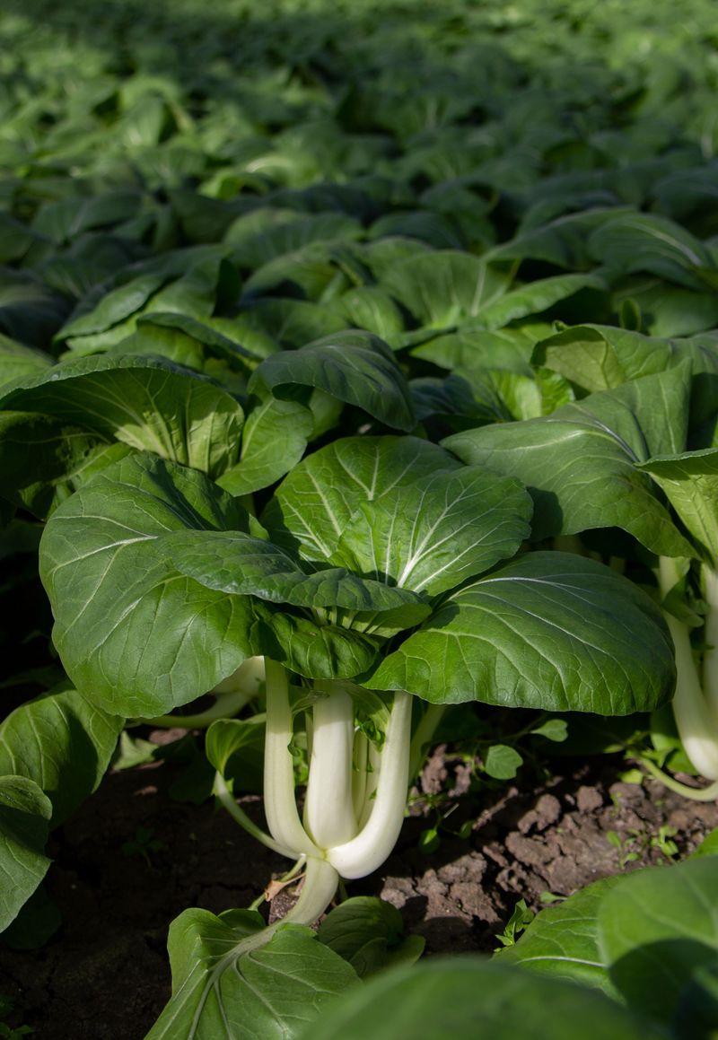 Bok Choy Bok Choy