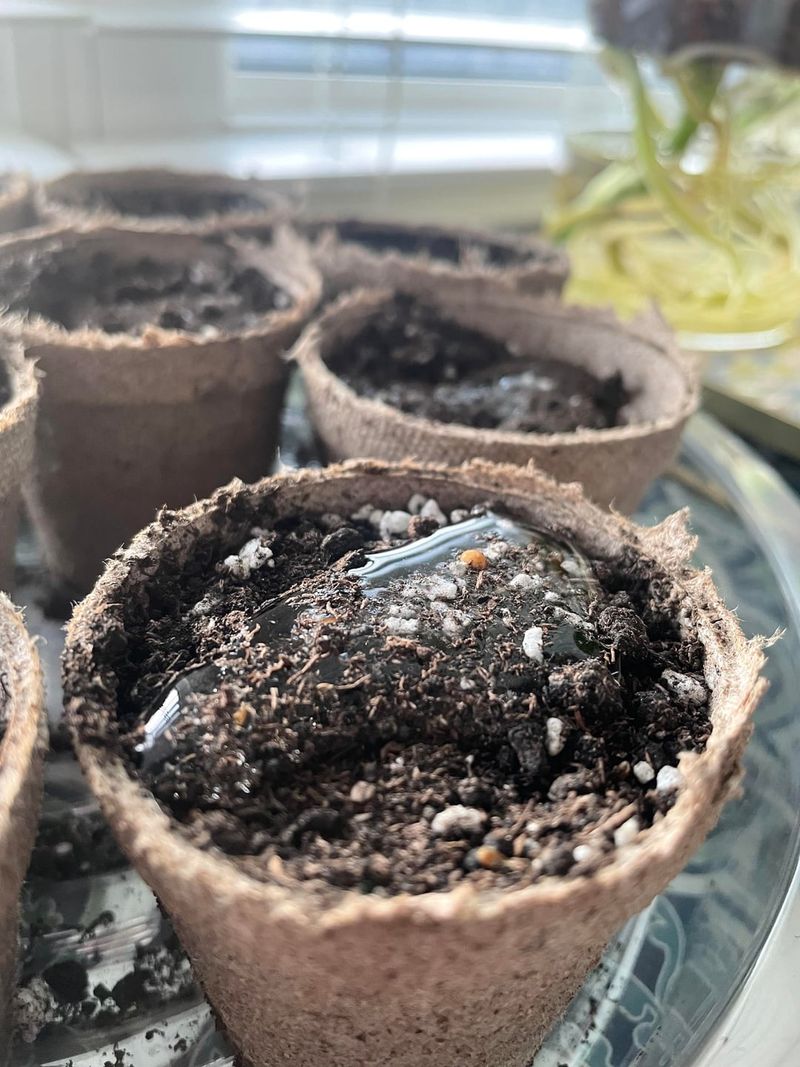 Bone Dry Potting Mix Can Shed Water Down The Sides Bone Dry Potting Mix Can Shed Water Down The Sides