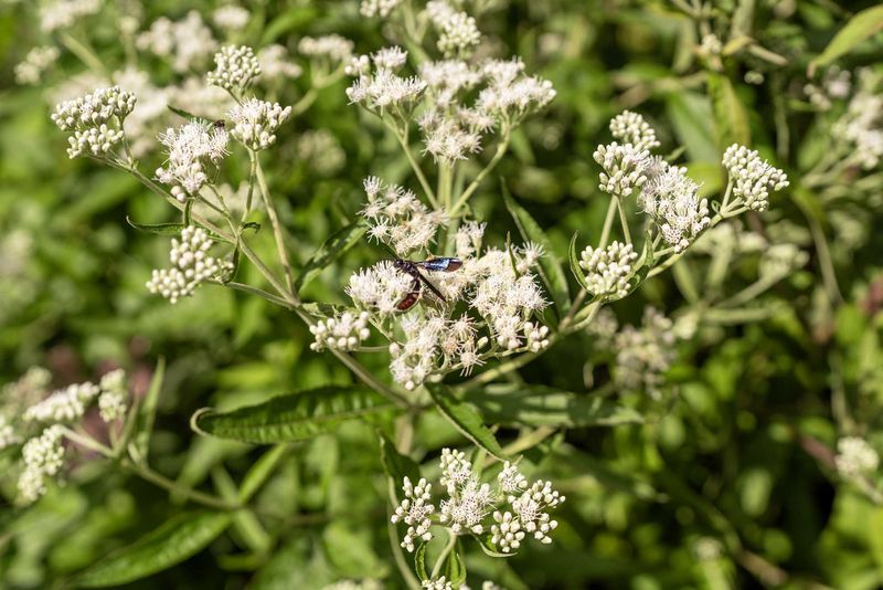 Boneset