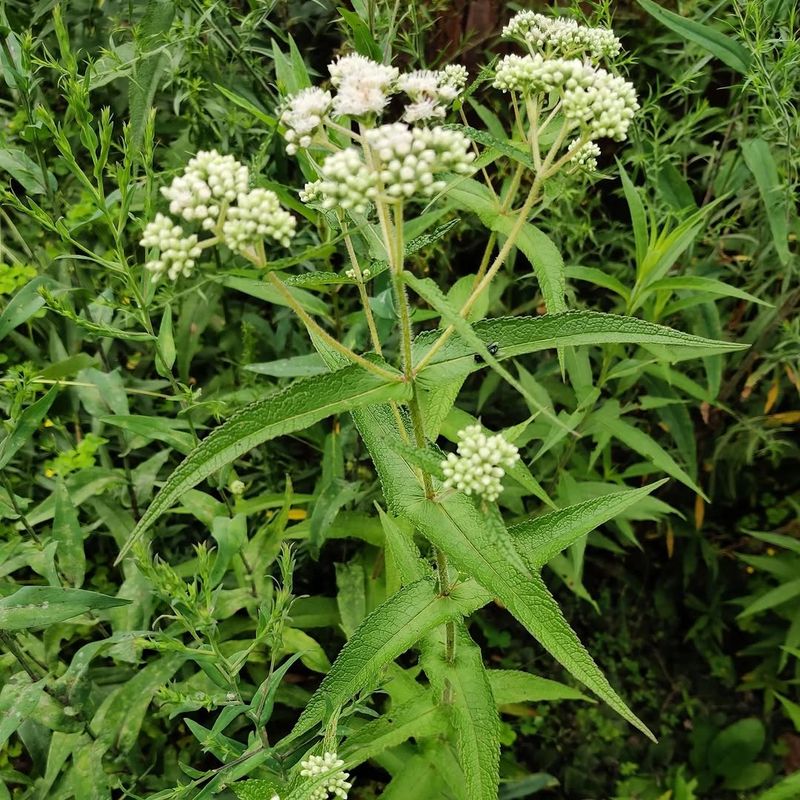 Boneset Feeds Tiny Native Bees Boneset Feeds Tiny Native Bees