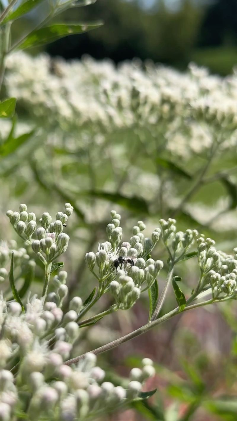 Boneset Is Made For Moist Ground