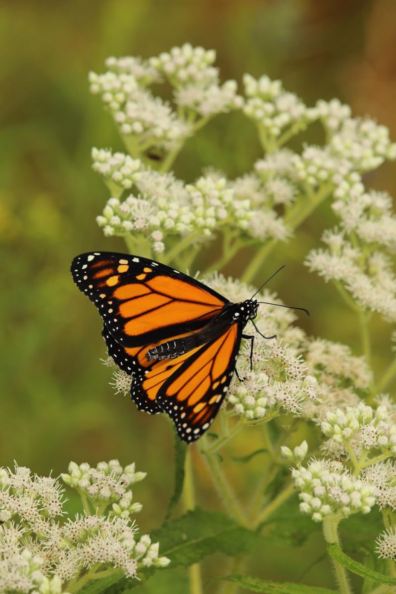 Boneset Boneset