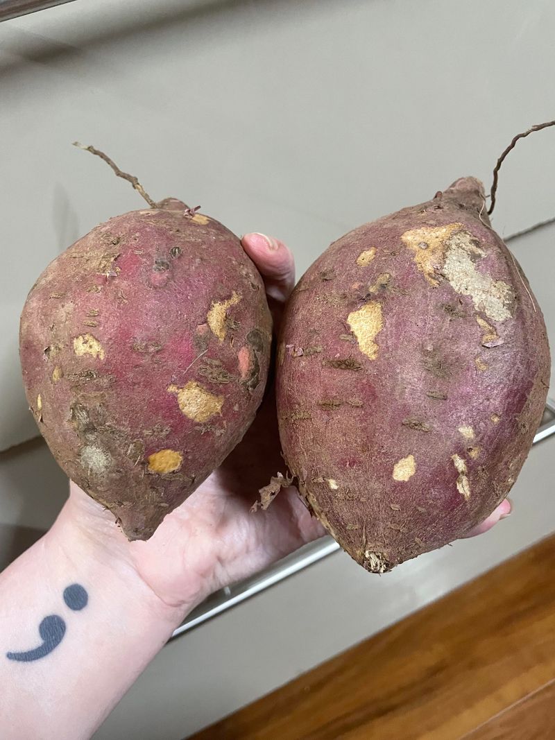 Boniato Sweet Potatoes Handle Sandy Soil With Ease Boniato Sweet Potatoes Handle Sandy Soil With Ease