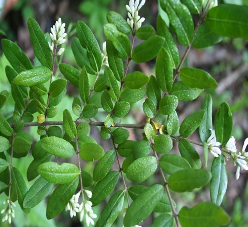 Border Privet: Small Leaves, Worth Watching Border Privet: Small Leaves, Worth Watching