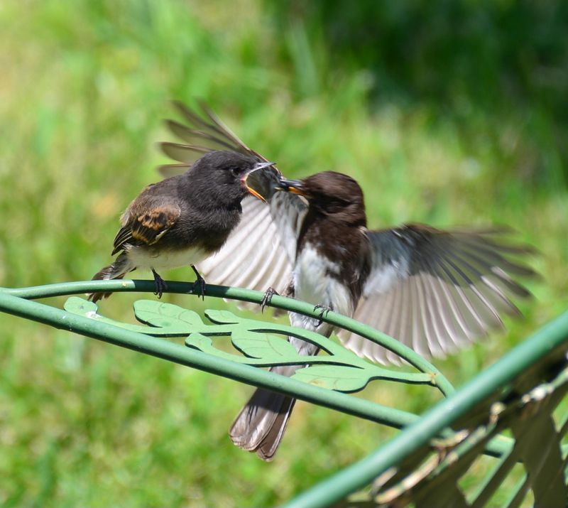 Both Parents Work To Feed The Chicks