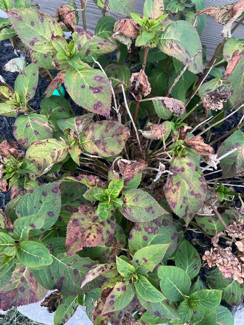 Botrytis Can Turn Blooms Tan Or Brown