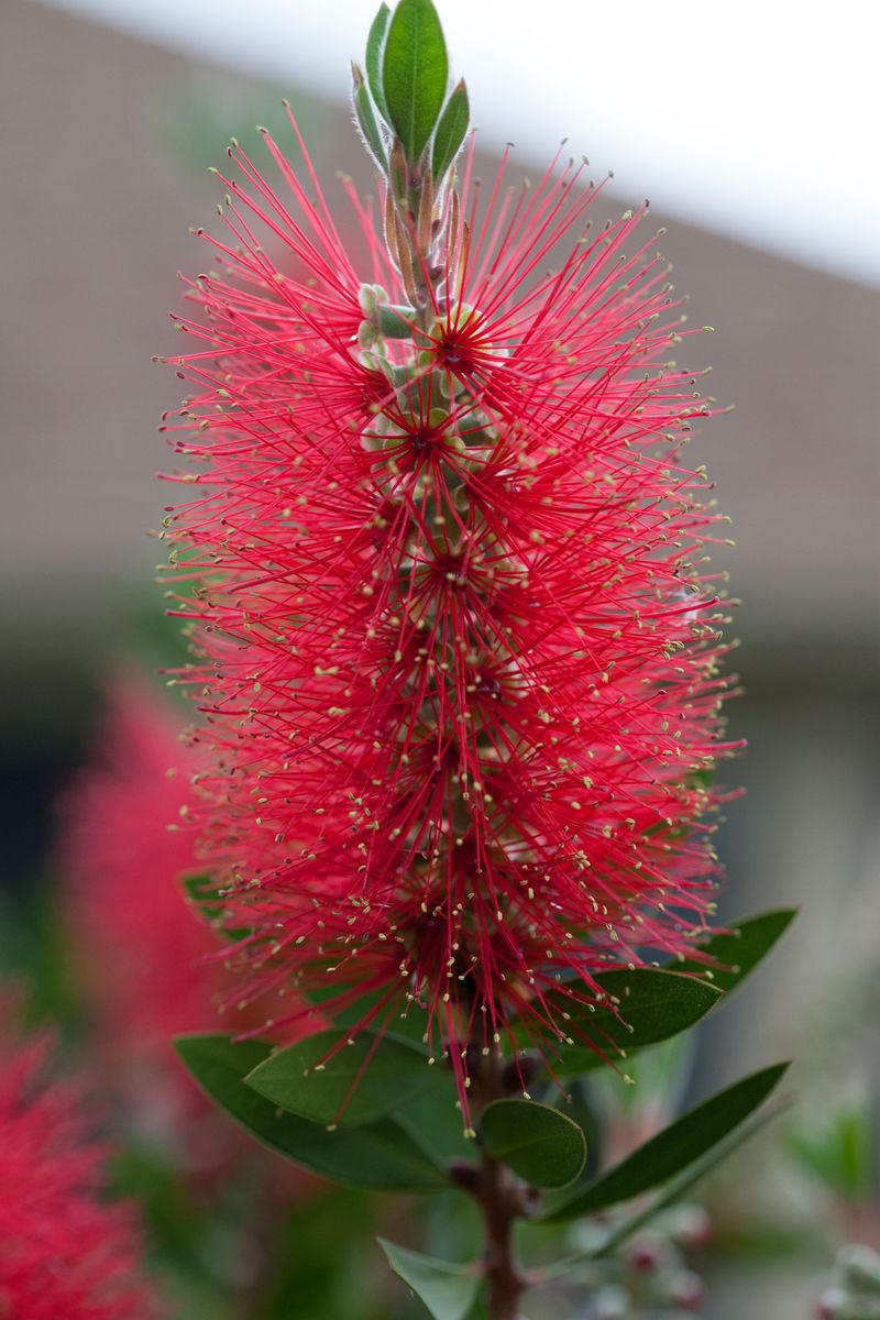 Bottlebrush Squirreltail Bottlebrush Squirreltail