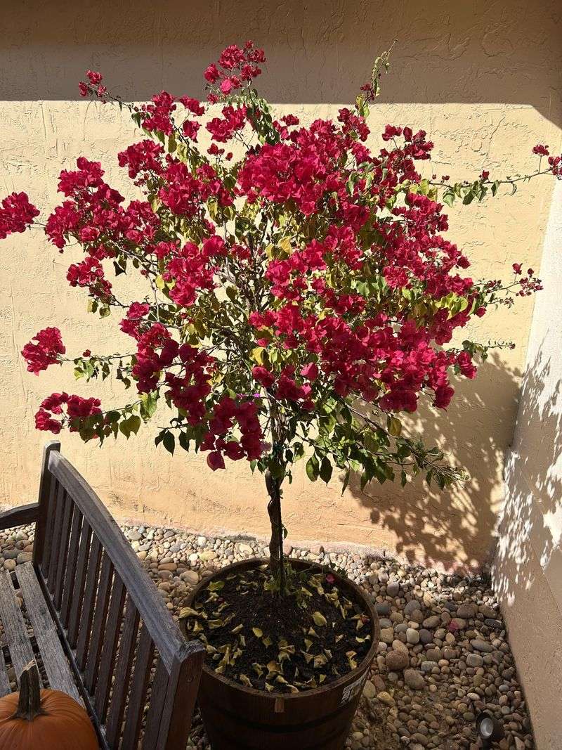 Bougainvillea Blazes in Reflected Sun