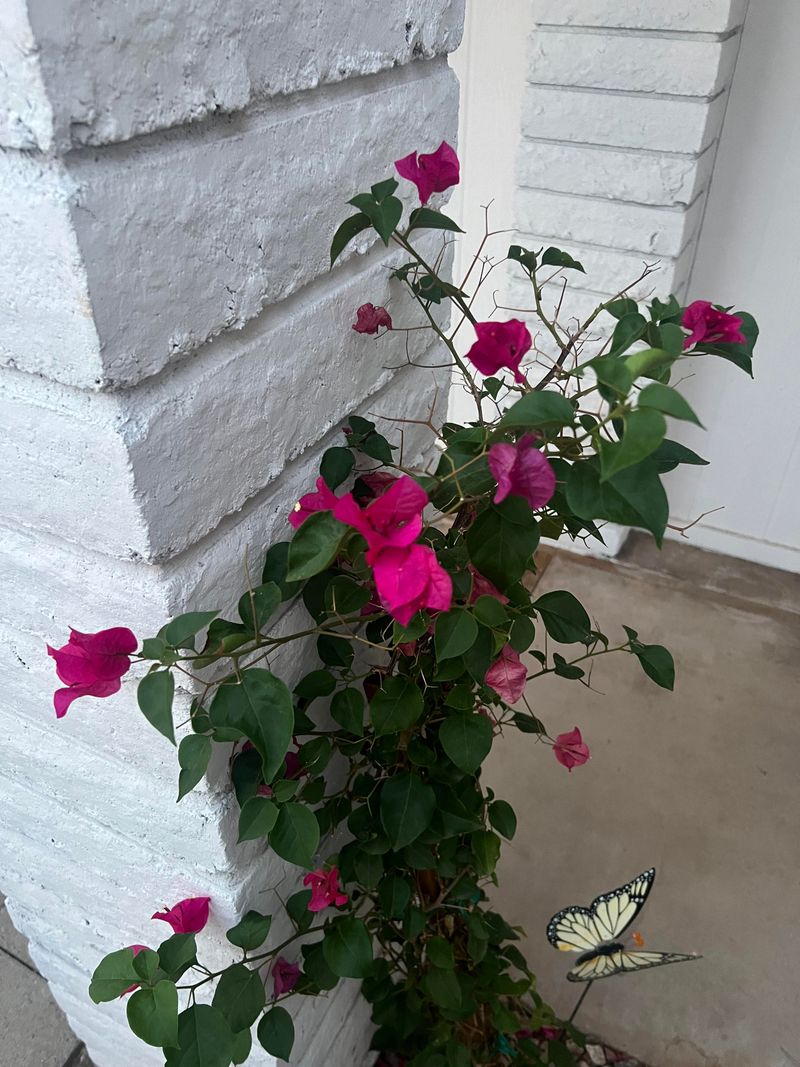 Bougainvillea Can Turn Into An Undisturbed Thorny Thicket Bougainvillea Can Turn Into An Undisturbed Thorny Thicket