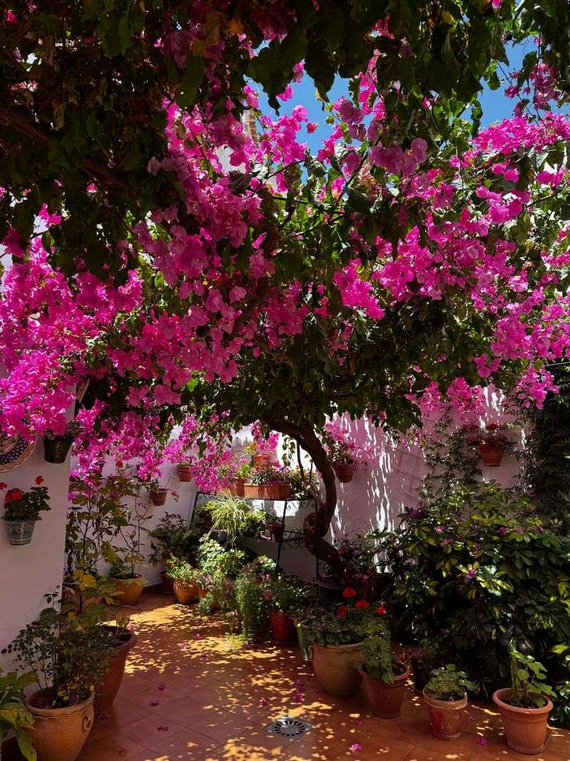 Bougainvillea Needs Strong Sun To Flower Well