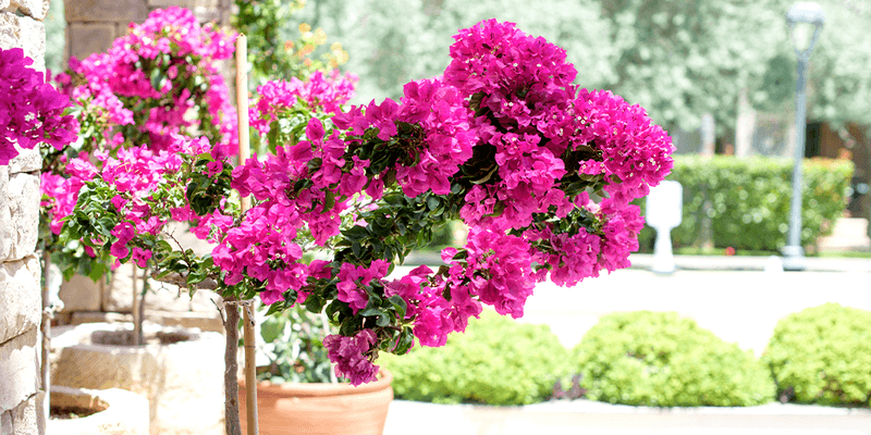 Bougainvillea Rewards The Hottest Corner With Bigger Color