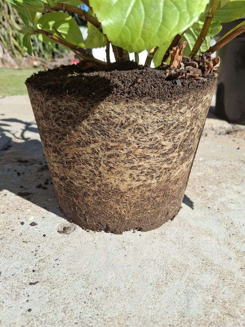 Bound Roots Leave Almost No Soil Left To Hold Water