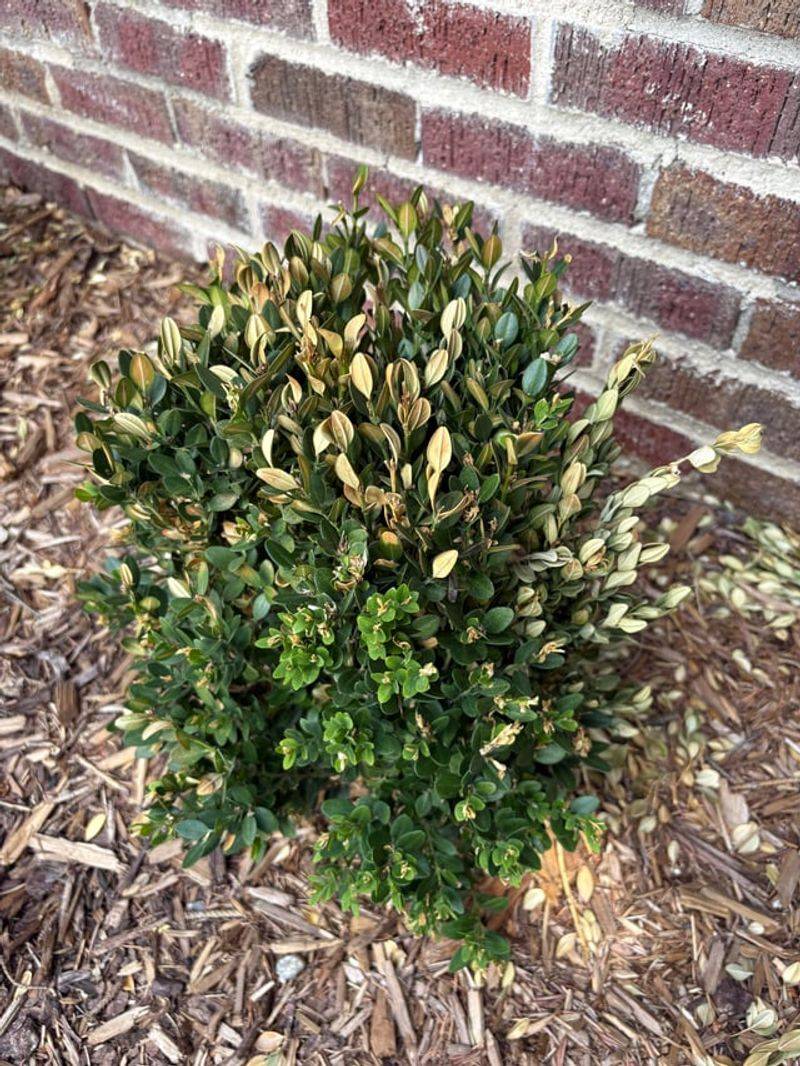 Boxwood Can Struggle When Heat And Sun Become Intense Boxwood Can Struggle When Heat And Sun Become Intense