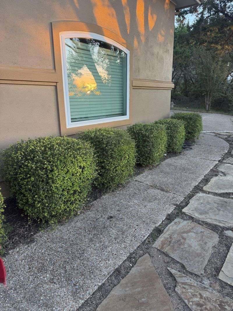 Boxwood Creates A Neat, Easy-To-Check Border Boxwood Creates A Neat, Easy-To-Check Border