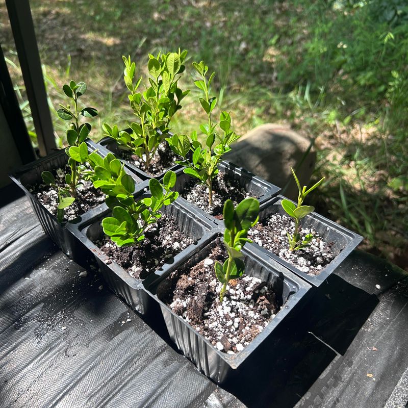 Boxwood Cuttings Preserve Your Hedge For Free
