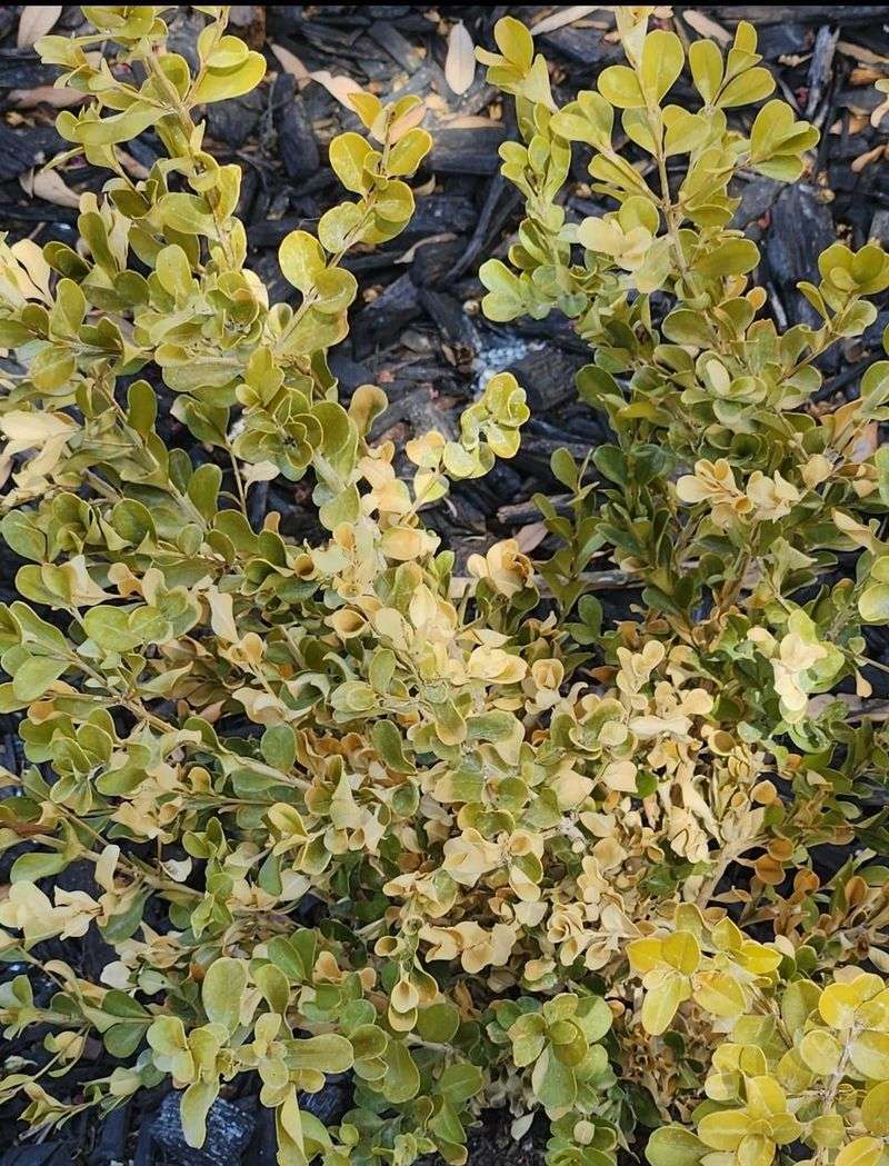 Boxwood Fades Into Bronze Patches Boxwood Fades Into Bronze Patches