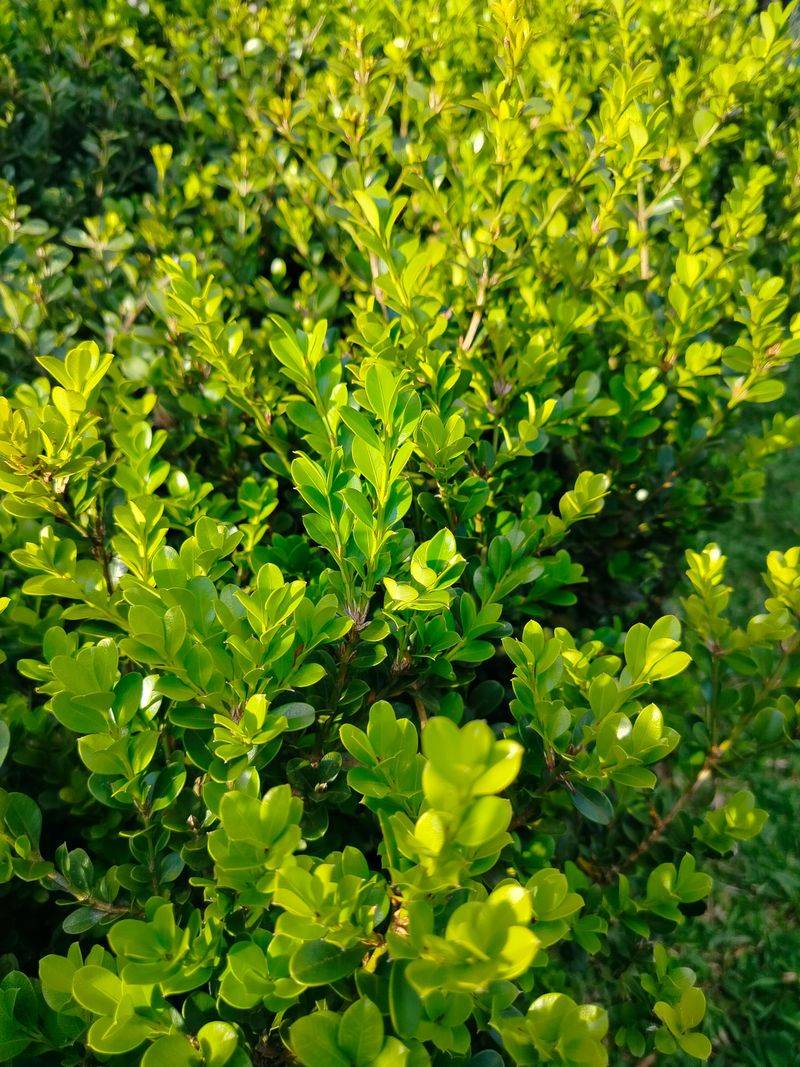 Boxwood Boxwood