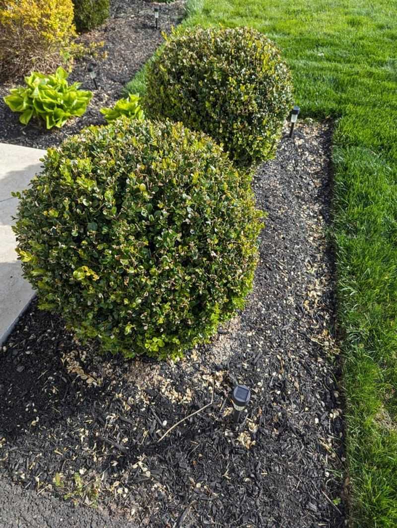 Boxwoods Boxwoods