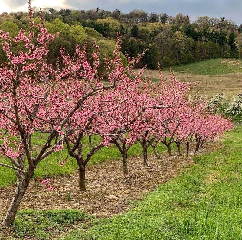 Boyer Nurseries And Orchards Inc - Biglerville Boyer Nurseries And Orchards Inc - Biglerville